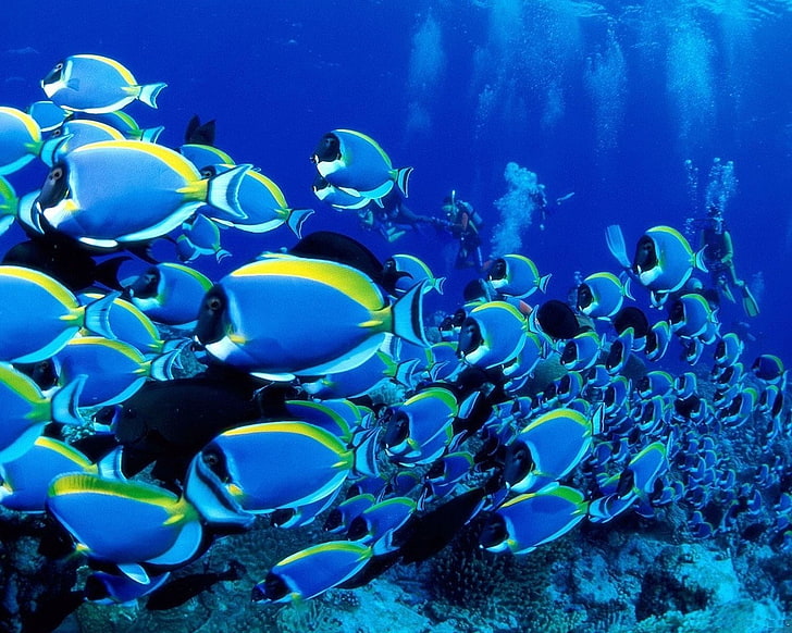 HD wallpaper: fish, tropical fish, animals, underwater, sea, animals in the  wild | Wallpaper Flare