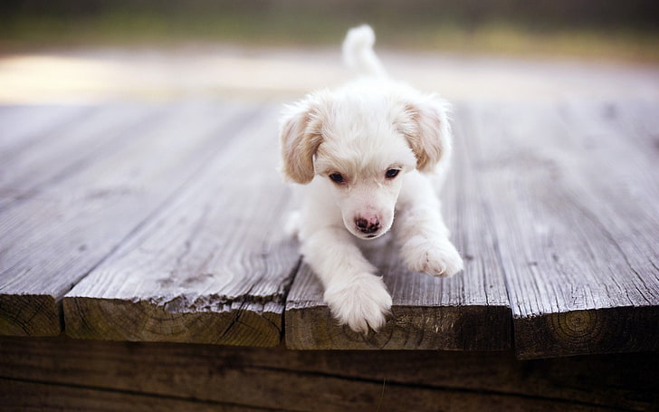 long-coated white puppy, wooden surface, animals, dog, puppies, HD wallpaper