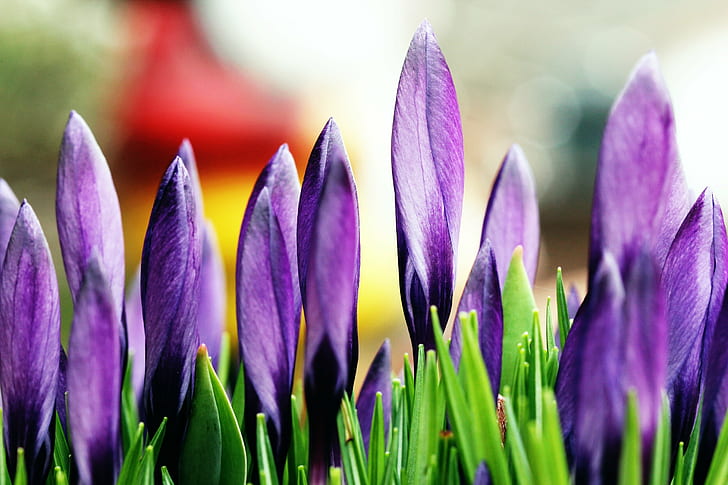 close up photo of purple petaled flowers, Stand in Line, canon