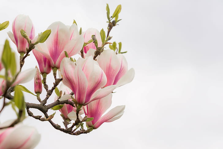 white-and-pink petaled flowers, branch, Magnolia, prague spring, HD wallpaper