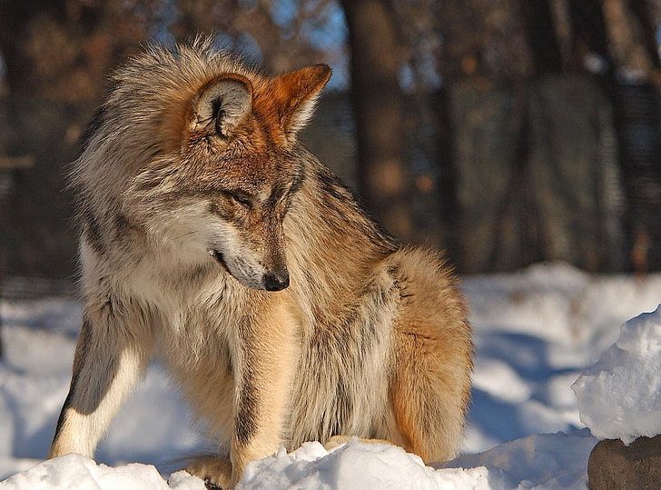 brown wolf, winter, snow, eyes, carnivore, wildlife, animal, animals In The Wild, HD wallpaper
