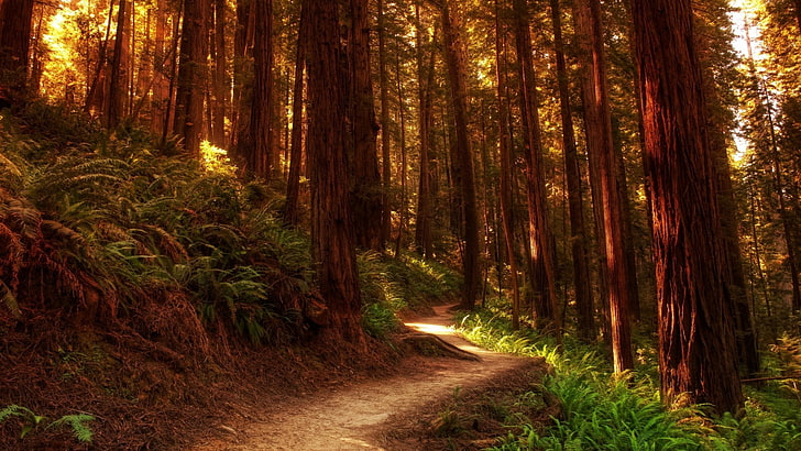 forest, nature, woodland, path, forest path, redwood forest, HD wallpaper