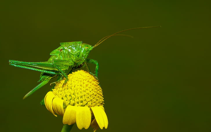 close up photo of green Grasshopper on yellow petaled flower, HD wallpaper