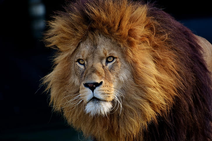 lion, predator, big, cat, zoo, male, mane, dangerous, HD wallpaper