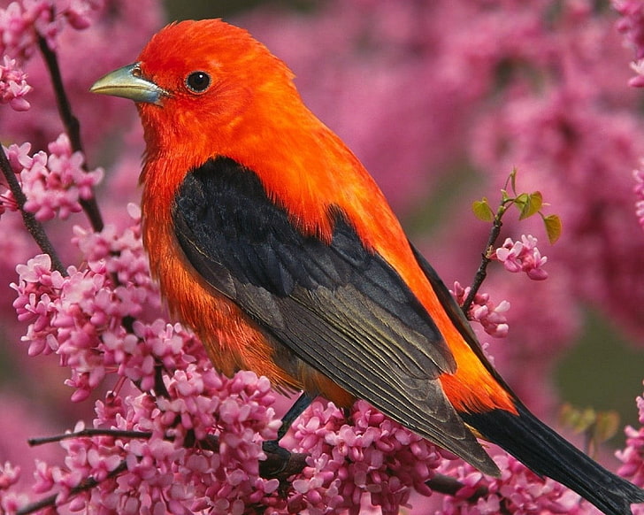 American robin, tanagra, bird, branch, flower, nature, animal