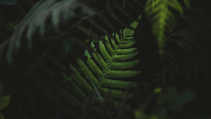 ferns, green, plants