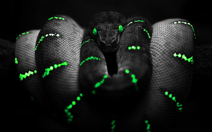 snake, green eyes, selective coloring, Boa constrictor, HD wallpaper