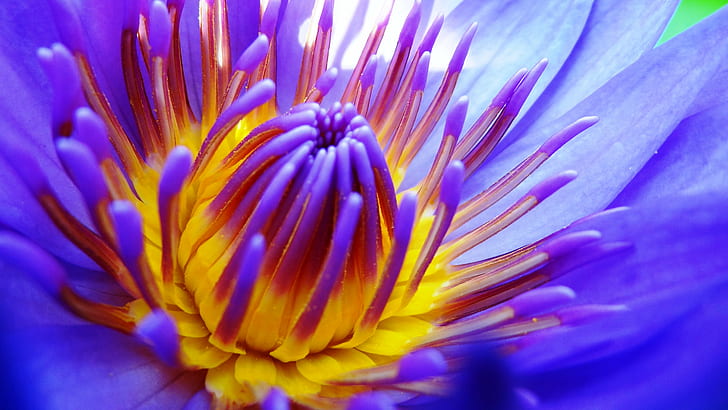 purple Waterlily flower in bloom macro photo, lotus, water lily, lotus, water lily, HD wallpaper