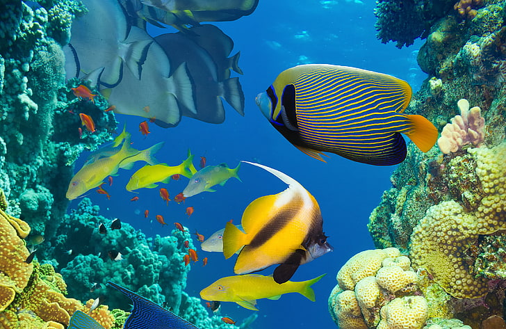 assorted-color school of fish, sea, the ocean, under water, underwater