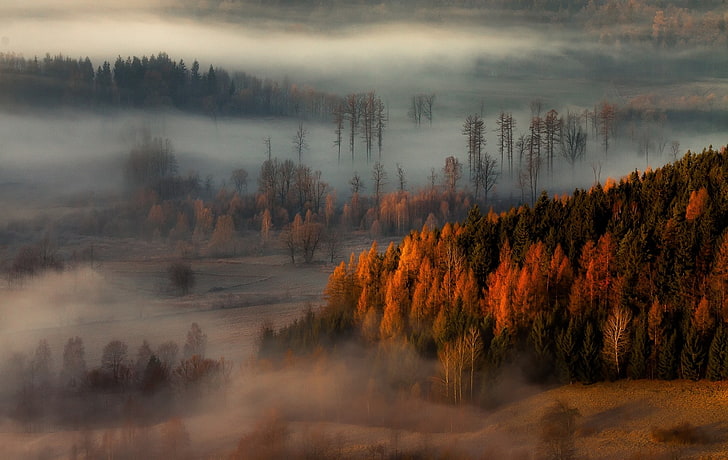 nature, landscape, fall, mist, forest, trees, hills, plant