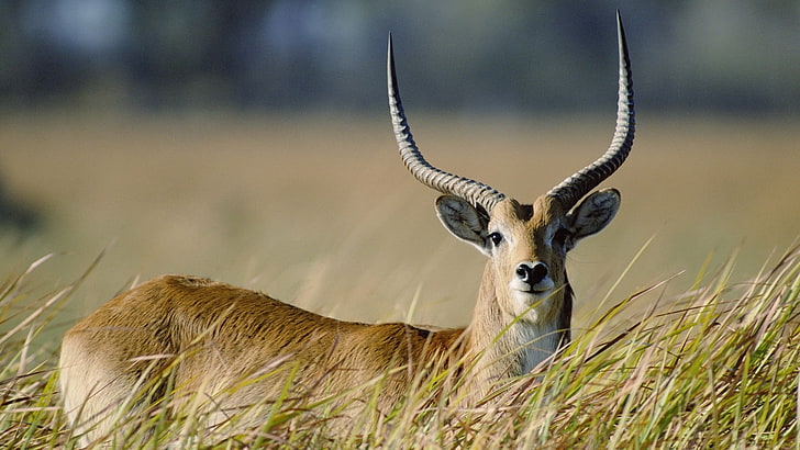 brown horned animal, antelope, grass, walk, wildlife, nature, HD wallpaper