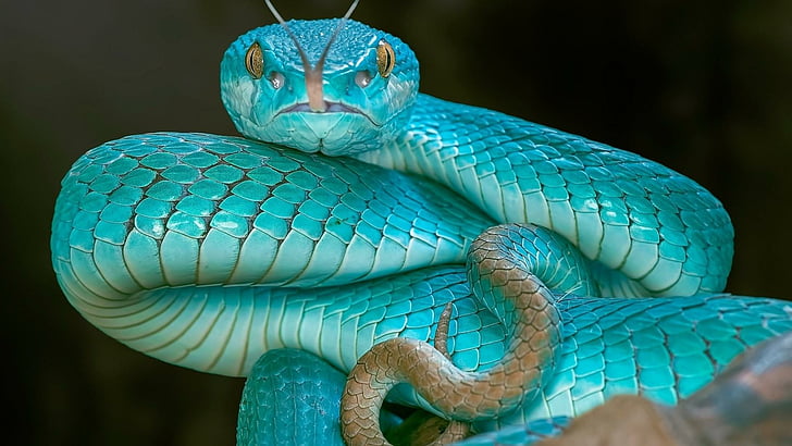 scaled reptile, serpent, snake, blue pit viper, elapidae, turquoise