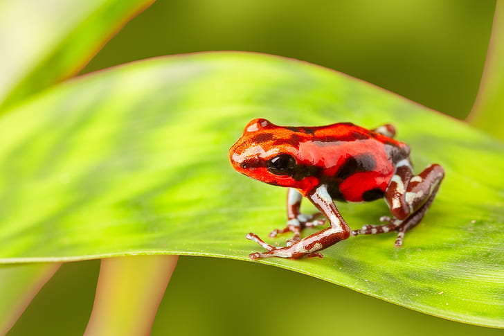 Frogs, Poison dart frog