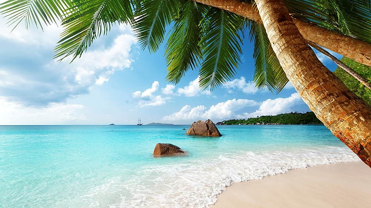green coconut tree, Seychelles, beach, sand, palm trees, sea, HD wallpaper