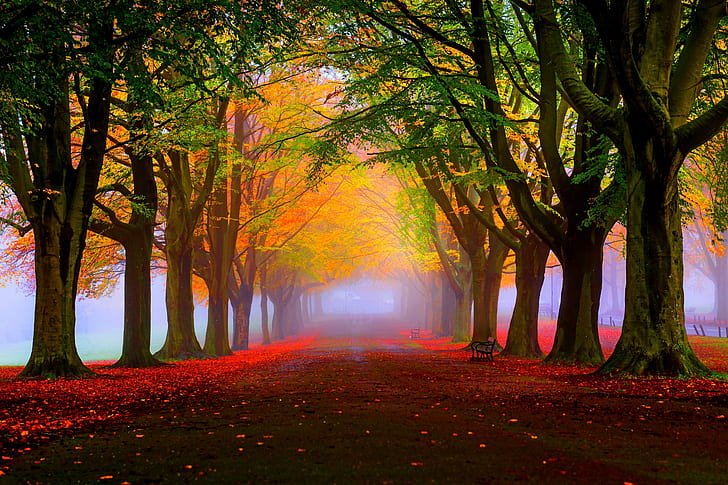 5K, Tress, Fall, Fog, Foliage, Autumn, HD wallpaper