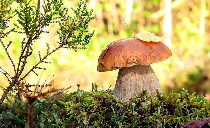 macro, mushroom, moss, HD wallpaper