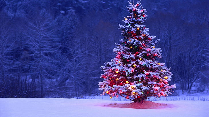 forest, snow, night, lights, tree, spruce, New Year, Christmas