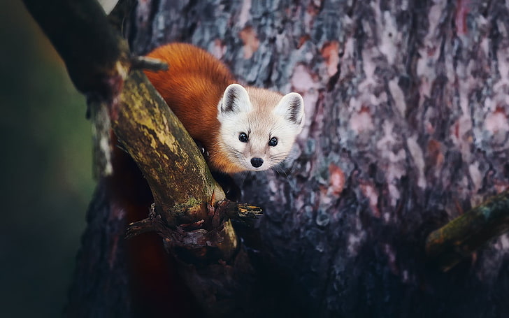 red fox on tree branch, nature, animals, trees, depth of field, HD wallpaper