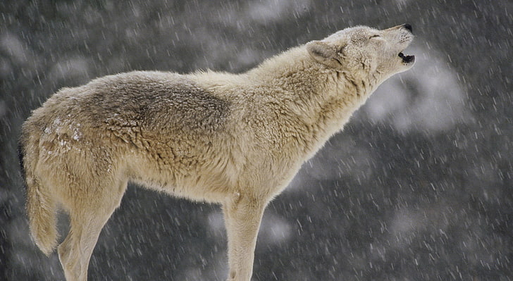 Female Timber Wolf Howling North America, white wolf, Animals, HD wallpaper