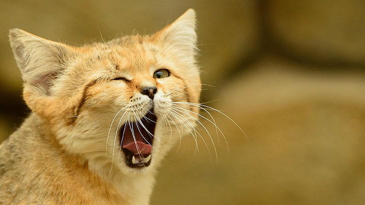cat, catling, yawn, kitty, eye, mouth, tounge, animal themes, HD wallpaper