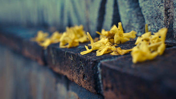 yellow flowers, Summer, end, Flores, secas, amarillo, foto, imagen, HD wallpaper