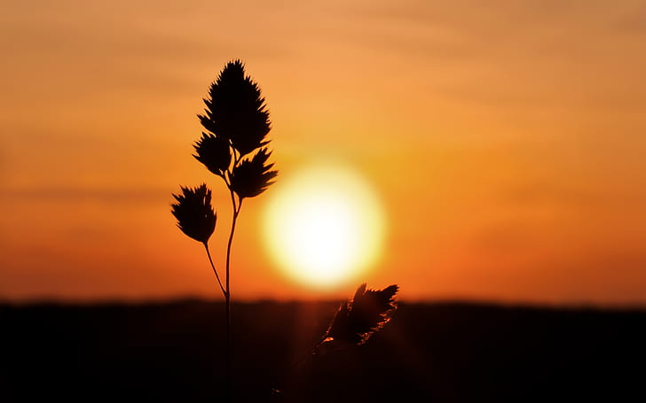 Sunset, Plant, Silhouette, Nature, silhouette photography of flower and sun, HD wallpaper