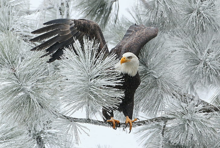 Bald eagle in winter, bald eagle, branch, hawk, bird, HD wallpaper
