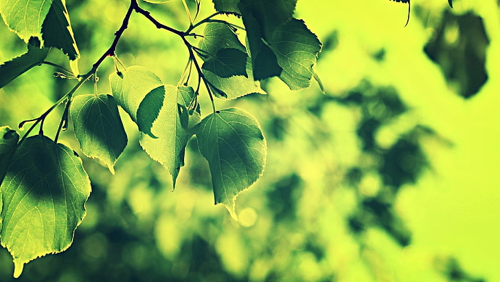 green leafed tree, nature, leaves, plants, branch, forest, green Color