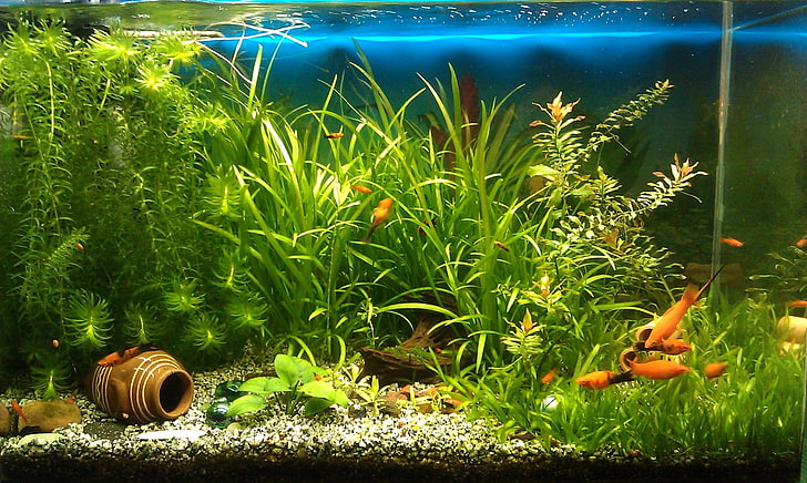 HD wallpaper: aquarium macbook hd, group of animals, plant, nature, fish |  Wallpaper Flare