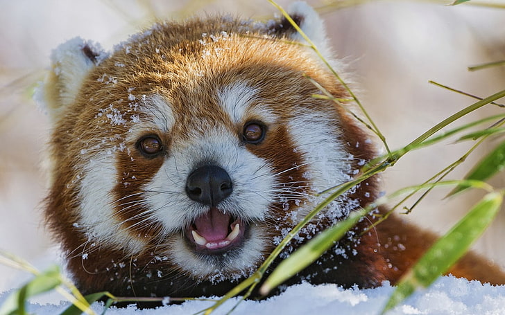 red panda, animals, nature, snow, closeup, open mouth, one animal