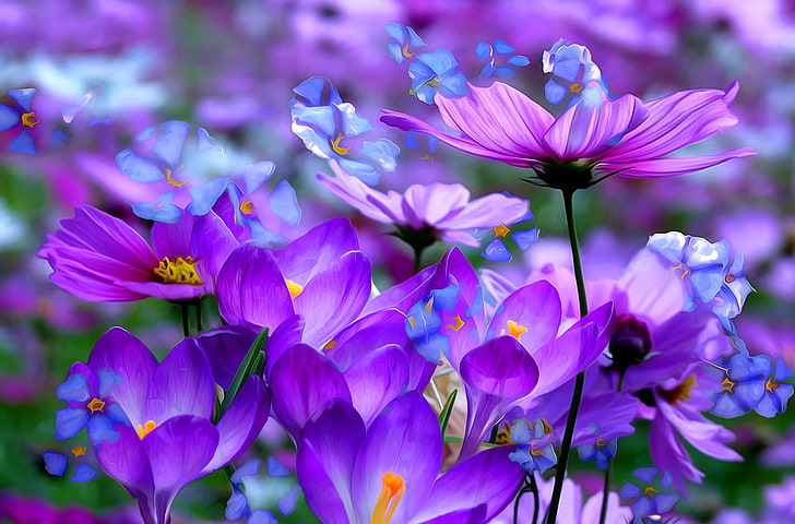 orange crocus flowers, pink cosmos flowers, and blue forget-me-not flowers