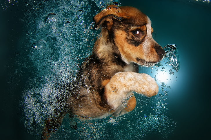 dog, funny, underwater, cute animals, Border Collie