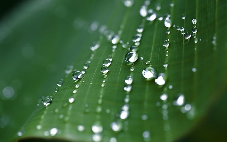 water droplets, drops, leaf, shape, moisture, spider Web, nature, HD wallpaper