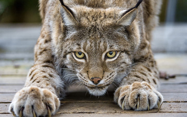 Cute lynx, cat, eyes, claws, face, grey and brown lynx