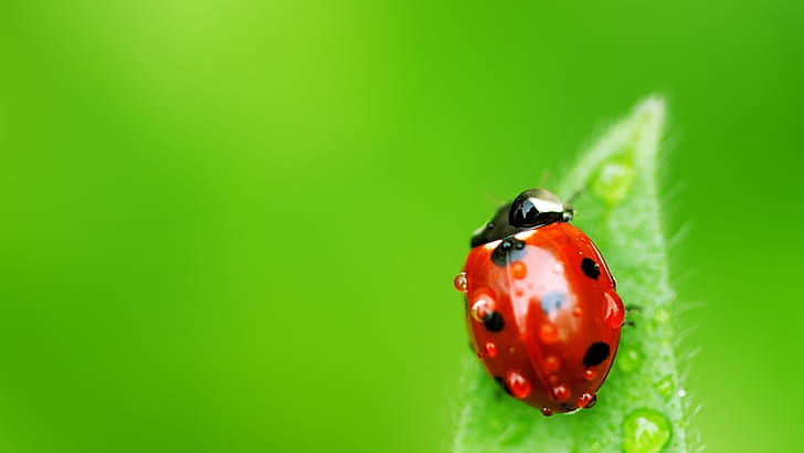 Green background, leaf, red ladybug, red and black spots beetle