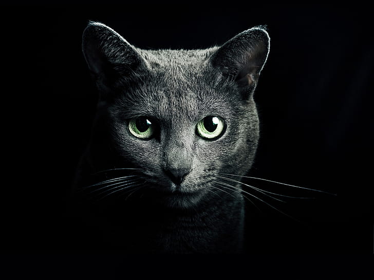 Black cat, green eyes, black background, black short fur cat