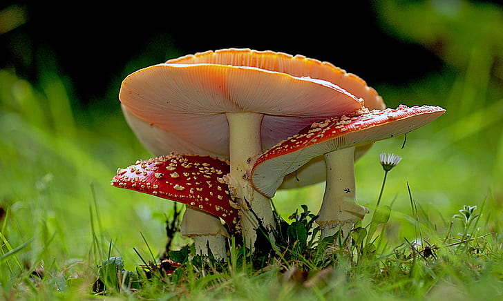 depth of field photography of red and orange mushrooms, Amanita muscaria