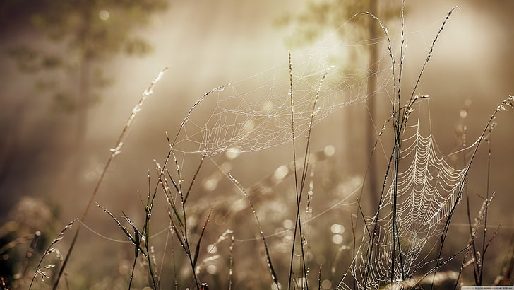 closeup, vulnerability, fragility, drop, spider web, focus on foreground, HD wallpaper