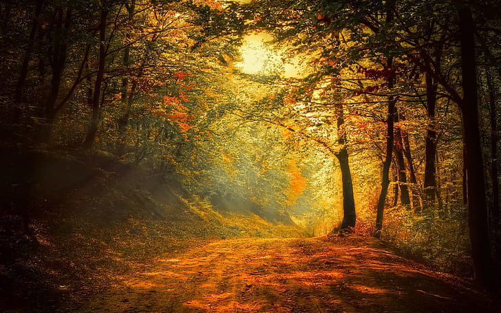 Autumn, forest, road, trees, sunlight, HD wallpaper