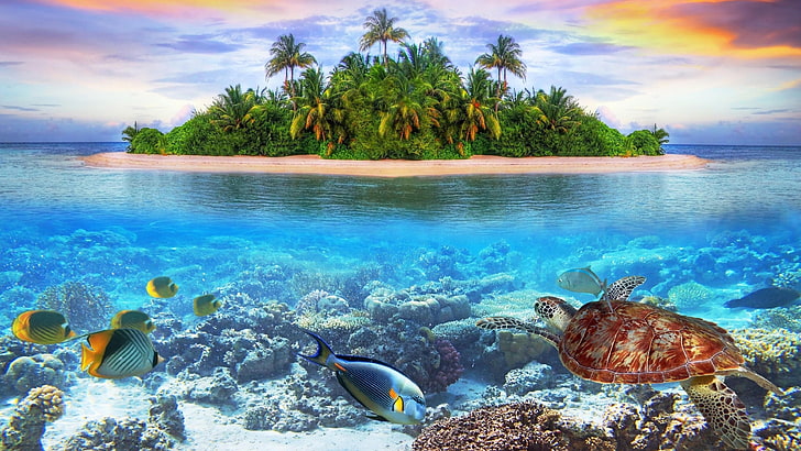 nature, island, underwater, turtle, fish, sea, marine biology, HD wallpaper