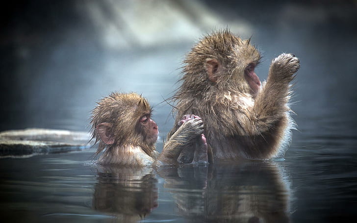 HD wallpaper: Bathing apes, funny, monkeys, animals | Wallpaper Flare