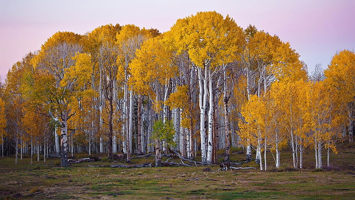 yellow leafed tree, forest, fall, Utah, landscape, plant, autumn, HD wallpaper