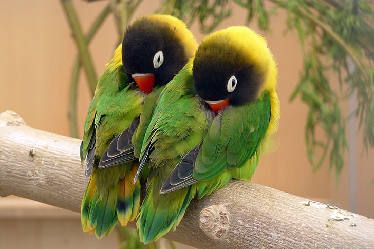 bird, feathers, parrot, color, lovebird, beak, HD wallpaper