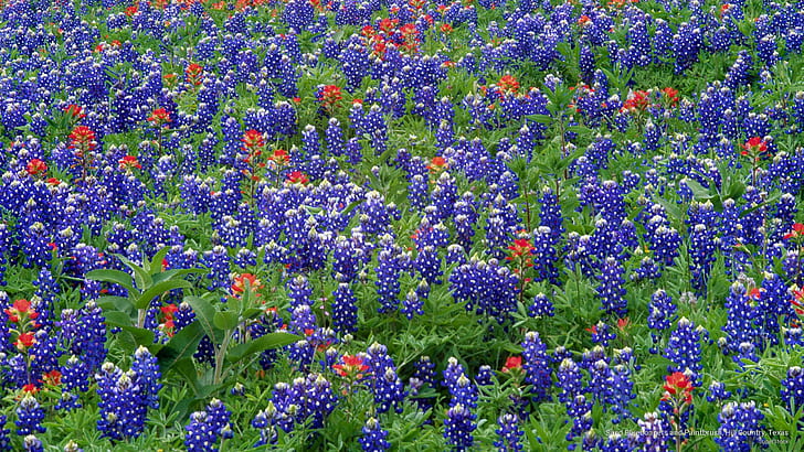Sand Bluebonnets and Paintbrush, Hill Country, Texas, Flowers/Gardens