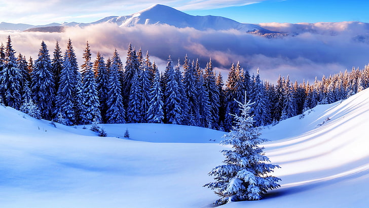 winter, snow, sky, nature, lonely tree, freezing, mountain, HD wallpaper