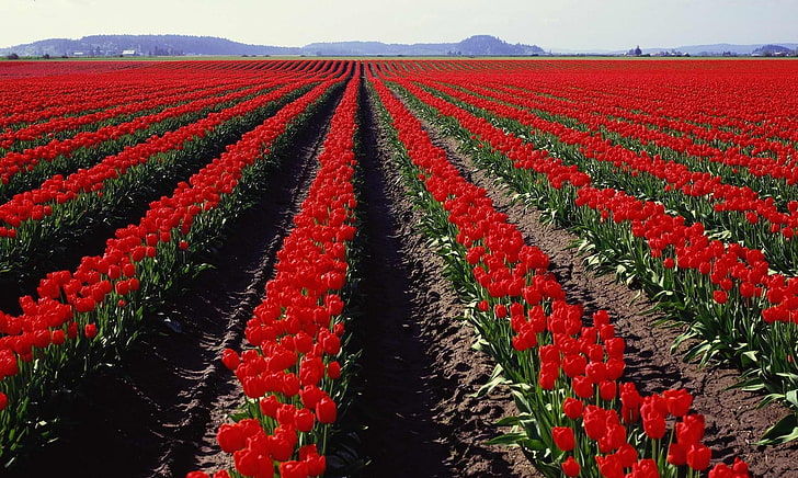 red tulip flower field wallpaper, tulips, flowers, series, spring, HD wallpaper