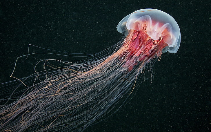 jellyfish wallpaper, sea life, nature, animals, China, underwater