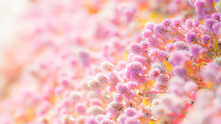 pink, flower, design, decoration, floral, wallpaper, pattern, HD wallpaper