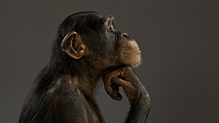 brown monkey, animals, chimpanzees, primate, studio shot, mammal, HD wallpaper