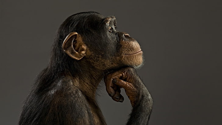 animals, monkey, chimpanzees